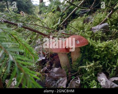 Zwei kleine Rotkappenstiel-Pilze (Leccinum aurantiacum), die in grünem Moos wachsen. Waldhintergrund. Stockfoto