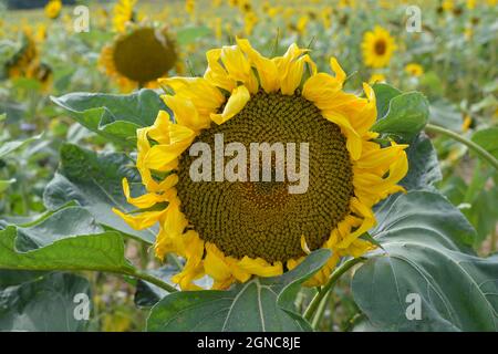 Sonnenblumenfeld, Nahaufnahme Stockfoto