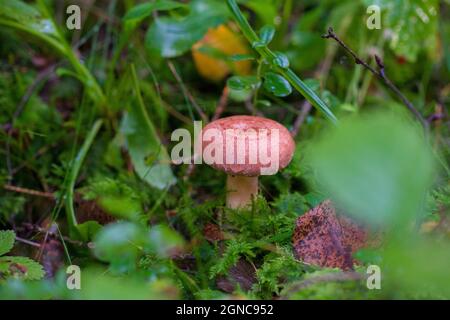 Ein feuchter wolliger Milchkappenpilz oder bärtiger Milchkappenpilz (Lactarius torminosus), der in einem grünen Mooswald wächst Stockfoto