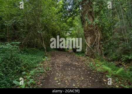 Der Rio fraga Trail, Waldweg in Maoña, durch üppigen europäischen Wald, Galizien, Spanien. Stockfoto