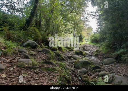 Der Rio fraga Trail, Waldweg in Maoña, durch üppigen europäischen Wald, Galizien, Spanien. Stockfoto