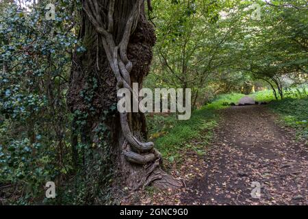 Der Rio fraga Trail, Waldweg in Maoña, durch üppigen europäischen Wald, Galizien, Spanien. Stockfoto