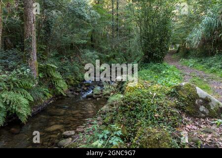 Der Rio fraga Trail, Waldweg in Maoña, durch üppigen europäischen Wald, Galizien, Spanien. Stockfoto