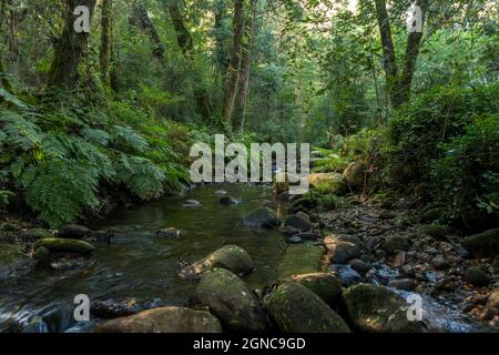 Der Rio fraga Trail, Waldweg in Maoña, durch üppigen europäischen Wald, Galizien, Spanien. Stockfoto