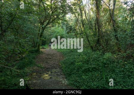 Der Rio fraga Trail, Waldweg in Maoña, durch üppigen europäischen Wald, Galizien, Spanien. Stockfoto