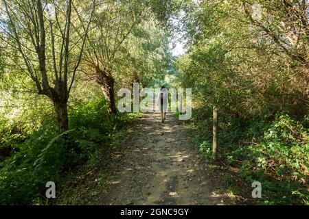 Der Rio fraga Trail, Waldweg in Maoña, durch üppigen europäischen Wald, Galizien, Spanien. Stockfoto