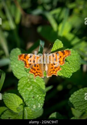 Schmetterling, Schmetterlinge, Polygonia c-Album, Sonnenbaden, Galicien, Spanien. Stockfoto