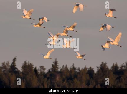 Große Scharen von Silberreihern (Ardea alba) fliegen am Frühlingsmorgen über den Waldrand Stockfoto