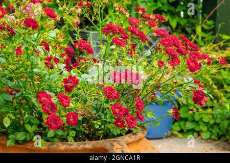 Miniatur-Rosenstrauch, der im Sommer in einem Terrakotta-Topf wächst. Stockfoto