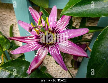Passiflora oder Passionsblume oder Passionsrebe, ist eine Gattung von etwa 550 Arten von blühenden Pflanzen, die Typus-Gattung der Familie Passifloraceae. Stockfoto