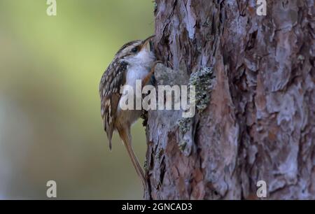 Eurasischer Baumkäfer (Certhia familiaris) sitzt eng auf einer Baumrinde aus Kiefern im Frühlingswald Stockfoto