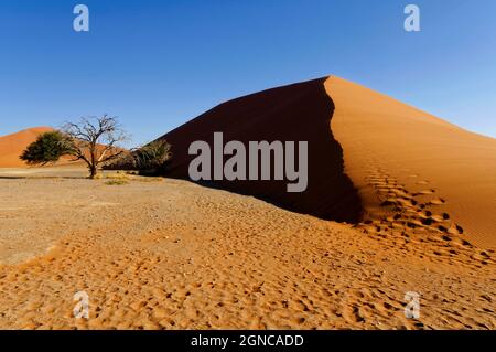 Düne 45 im Namb-Naukluft-Nationalpark in der Nähe von Sesriem, der Wüste Namib und des Distrikts Maltahöhe. Region Hardap, Namibia Stockfoto