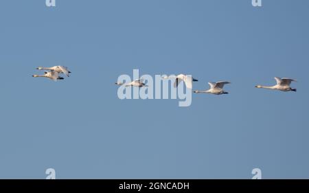 Schar von Tundra-Schwanen (Cygnus columbianus) wandert im Flug auf klaren blauen Frühlingshimmel Stockfoto