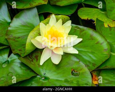 Gelbe Seerose oder Nymphaeaceae, rhizomatöse Wasserkräuter, die in gemäßigten und tropischen Klimazonen auf der ganzen Welt leben. Stockfoto