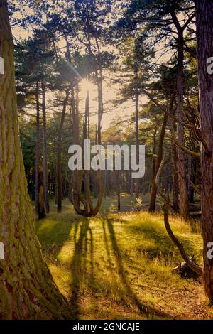 Pinienwald hinter dem Sand in Wells Next the Sea, North Norfolk, England, Großbritannien Stockfoto