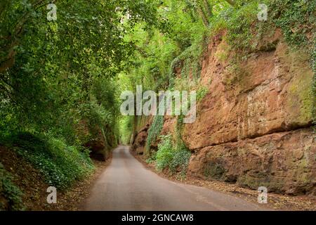 Nynehead Hollow bei Taunton, Somerset, Engand, Großbritannien. Hollow Way, Sunken Lane, West Country. Sandsteinschlucht bei Nynehead. Die Schlucht ist durch triassischen Ottersandstein durchtrennt. Seine Gründung Mitte des 19. Jahrhunderts sorgte im Winter für Arbeit für die einheimischen Männer. Stockfoto