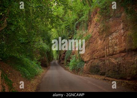 Nynehead Hollow bei Taunton, Somerset, Engand, Großbritannien. Hollow Way, Sunken Lane, West Country. Sandsteinschlucht bei Nynehead. Die Schlucht ist durch triassischen Ottersandstein durchtrennt. Seine Gründung Mitte des 19. Jahrhunderts sorgte im Winter für Arbeit für die einheimischen Männer. Stockfoto