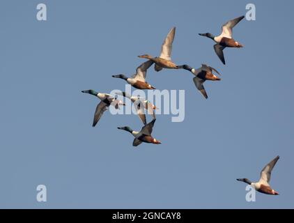 Ein gemischter Schwarm von Northern Shovelers (Spatula clypeata) im schnellen Flug über blauem Himmel Stockfoto