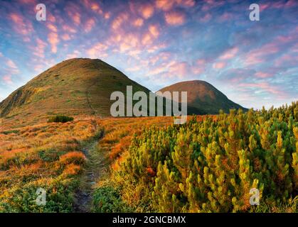 Toller Sommeraufgang in den Karpaten. Dramatische Morgenszene mit dem ersten Sonnenlicht glühenden Bergen Hügel. Schönheit der Natur Konzept Hintergrund. Künstlerisch Stockfoto