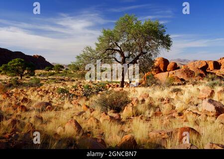 Ranch Koiimasis (Gastbauernhof) in Tiras-Bergen westlich von Helmeringhausen: Akazie zwischen Felsen, Bezirk Lüderitz, Karas-Region, Namibia Stockfoto