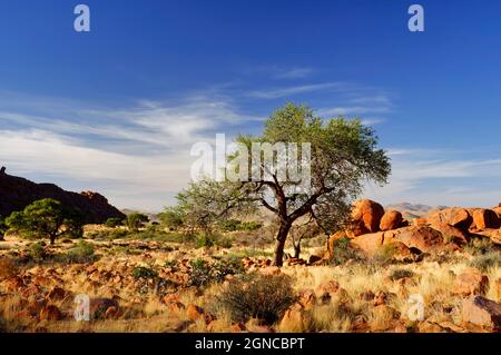 Ranch Koiimasis (Gastbauernhof) in Tiras-Bergen westlich von Helmeringhausen: Akazie zwischen Felsen, Bezirk Lüderitz, Karas-Region, Namibia Stockfoto