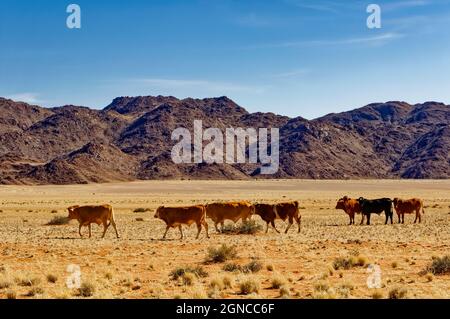 Viehweiden auf der Ranch Koiimasis (Gastbetrieb) westlich von Helmeringhausen, Tiras-Gebirge im Hintergrund, Lüderitz-Bezirk, Karas-Region, Namibia Stockfoto