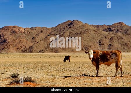 Viehweiden auf der Ranch Koiimasis (Gastbetrieb) westlich von Helmeringhausen, Tiras-Gebirge im Hintergrund, Lüderitz-Bezirk, Karas-Region, Namibia Stockfoto