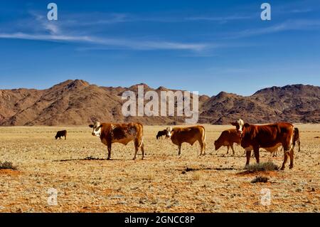 Viehweiden auf der Ranch Koiimasis (Gastbetrieb) westlich von Helmeringhausen, Tiras-Gebirge im Hintergrund, Lüderitz-Bezirk, Karas-Region, Namibia Stockfoto