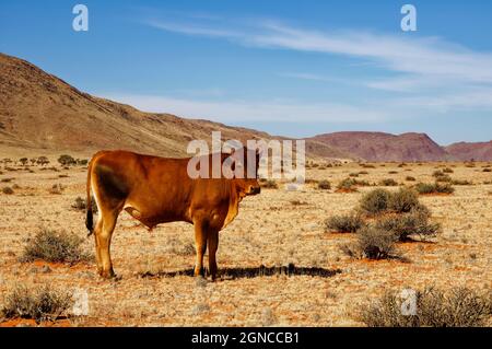 Viehweiden auf der Ranch Koiimasis (Gastbetrieb) westlich von Helmeringhausen, Tiras-Gebirge im Hintergrund, Lüderitz-Bezirk, Karas-Region, Namibia Stockfoto