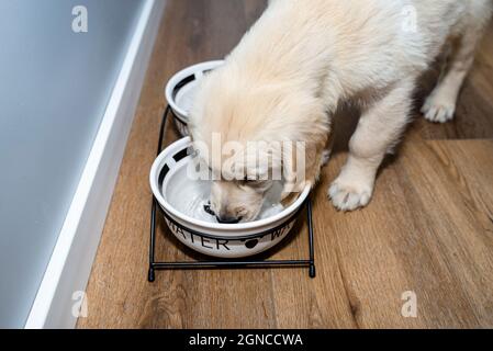 Ein Golden Retriever Welpe steht auf modernen Vinylplatten im Wohnzimmer eines Hauses und trinkt Wasser aus einer Keramikschale. Stockfoto