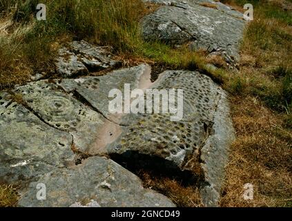 Sehen Sie sich die prähistorischen Felsschnitzereien auf der High Banks Farm, Dumfries und Galloway, Schottland, Großbritannien an, die zahlreiche Kupferstrichen um Tassen und Ringe zeigen. Stockfoto