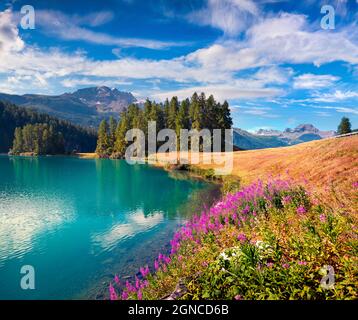 Bunte Sommerlandschaft am Champferersee. Toller Morgenblick in den Schweizer Alpen? Silvaplana Dorflage, Schweiz, Europa. Schönheit Stockfoto