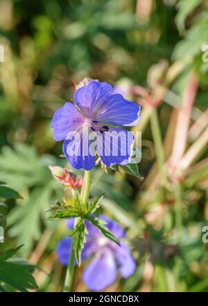 Ein wunderschöner Kranichschnabel (Geranium pratense), violette Blume der Wiese, die wild auf den Kreidewiesen der Salisbury Plain, Wiltshire UK, wächst Stockfoto