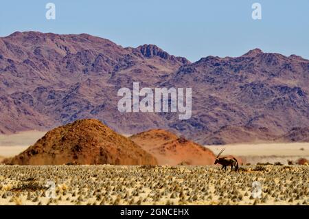 Oryx in der namib Wüste südlich von Sesriem, Distrikt Maltahöhe, Hardap Region, Namibia Stockfoto