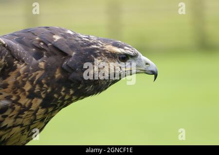 Chilenischer Blauadler bei einem Greifvogelzentrum Stockfoto