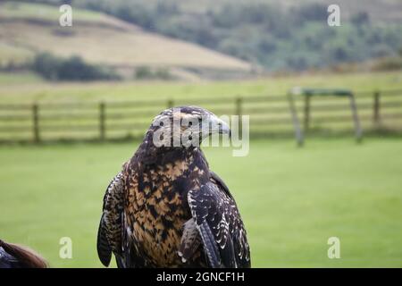 Chilenischer Blauadler bei einem Greifvogelzentrum Stockfoto