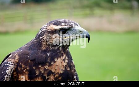 Chilenischer Blauadler bei einem Greifvogelzentrum Stockfoto