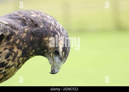 Chilenischer Blauadler bei einem Greifvogelzentrum Stockfoto