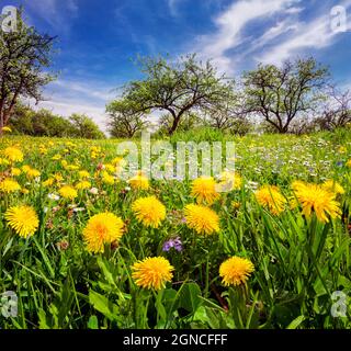 Helle Frühlingsszene im schönen Garten. Blühender Elandelion blüht grüne Wiese. Schöne Aussicht am Morgen in der Landschaft. Schönheit der Natur Konzept zurück Stockfoto