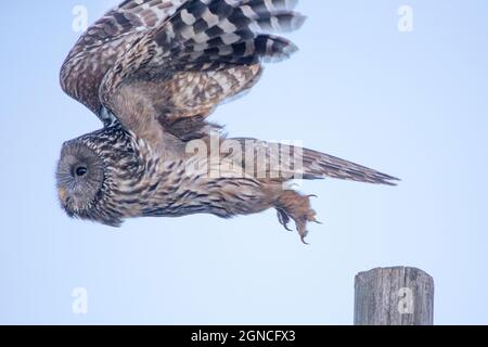 Uralkauz (Strix uralensis) in Rumänien Stockfoto