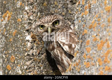 Kleine Eule (Athene noctua) sitzt auf einem Betonhaufen Stockfoto