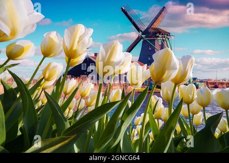 Die berühmten holländischen Windmühlen inmitten blühender weißer Tulpenblüten. Sonnige Outdoor-Szene in den Niederlanden. Schönheit der Landschaft Konzept Hintergrund. Creat Stockfoto