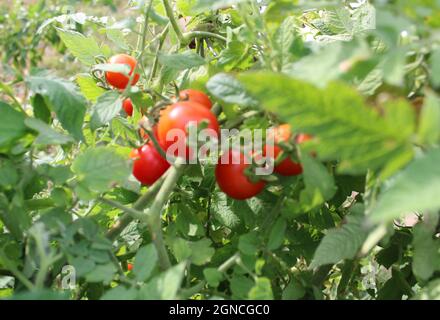 Kleine Tomaten wachsen auf einer Tomatenpflanze. Stockfoto