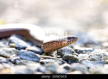 Schlange (Anguis fragilis) kriecht auf einem Steinpfad im Wald, Nahaufnahme. Stockfoto