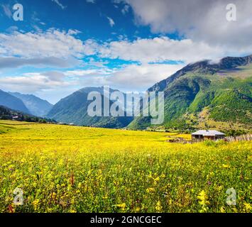Sonnige Sommeransicht der Kaukasusberge. Schöne Morgenszene mit blühenden gelben Blumen. Zhabeshi Dorf Lage, Obere Svanet Stockfoto