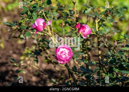 Nahaufnahme von rosa Rosen, die in den Büschen blühen Stockfoto
