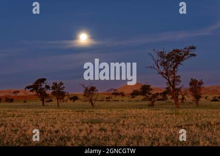 Mond über Namib Wüste im TSondab Valley Scenic Reserve, Kameldornbäume im Vordergrund, Windhoek District, Khomas Region, Namibia Stockfoto