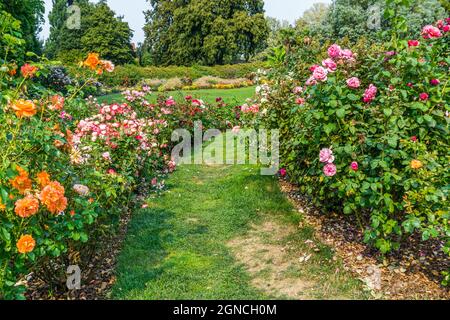 Rosenreihe im Point Defiance Park in Tacoma, Washington. Stockfoto