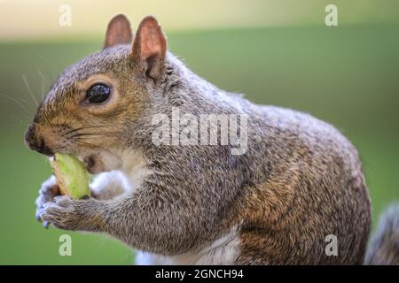 Westminster, London, Großbritannien. September 2021. Ein graues Eichhörnchen, auch Eastern Grey Squirrel Eastern Grey Squirrel (Sciurus carolinensis) genannt, das in der Nachmittagssonne fröhlich ein Stück Apfel isst und kabert. Kredit: Imageplotter/Alamy Live Nachrichten Stockfoto