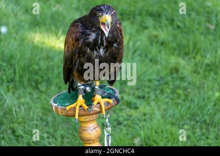 Ein schreiender Harris-Falke (Parabuteo unicinctus), früher bekannt als der buschige Falke, steht auf einem Stand im Garten Stockfoto